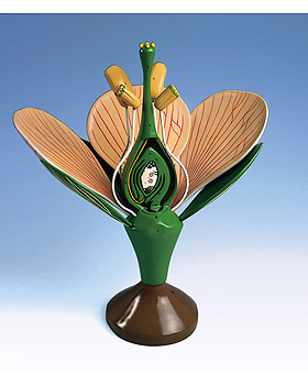 Zweikeimblttrige Blte, 3B Scientific, medishop.de