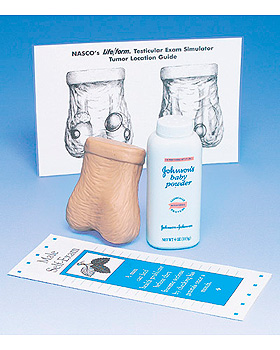 Hoden-Tastmodell, 3B Scientific, medishop.de