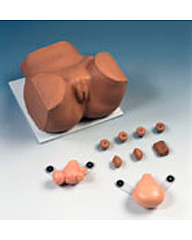 EVA Gynkologischer Simulator, 3B Scientific, medishop.de