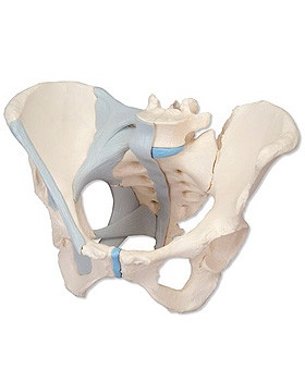 Weibliches Becken mit B�ndern, 3-teilig, 3B Scientific, medishop.de