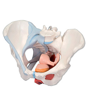 Weibliches Becken mit Bndern, Medianschnitt durch Beckenbodenmuskulatur und Organe, 4-teilig, 3B Scientific, medishop.de
