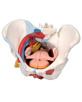 Weibliches Becken mit Bndern, Gefen, Nerven, Beckenboden und Organen, 6-teilig, 3B Scientific, medishop.de