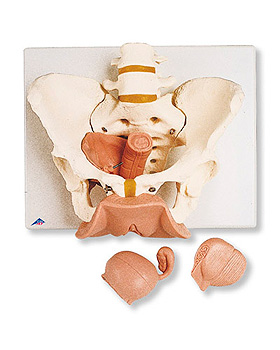 Weibliches Beckenskelett mit Genitalorganen, 3-teilig, 3B Scientific, medishop.de