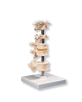 6 Wirbel, 3B Scientific, medishop.de