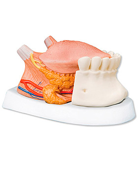 Zungenmodell, 4-teilig, 3B Scientific, medishop.de