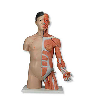 Zweigeschlechtiger Asiatischer Luxus-Torso mit Muskelarm, 33-teilig, 3B Scientific, medishop.de