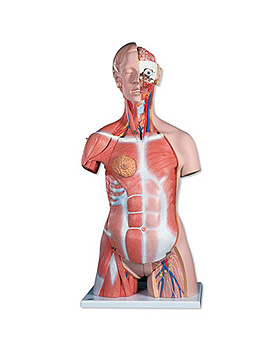 Super-Muskel-Torso, 30-teilig, 3B Scientific, medishop.de