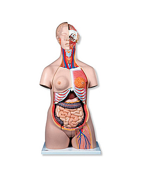 Klassischer zweigeschlechtiger Torso, 24-teilig, 3B Scientific, medishop.de