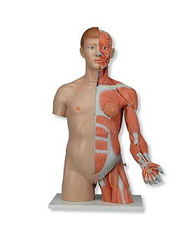 Zweigeschlechtiger Luxus-Torso mit Muskelarm, 33-teilig, 3B Scientific, medishop.de