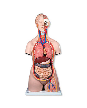 Zweigeschlechtiger Super-Torso mit geffnetem Rcken, 28-teilig, 3B Scientific, medishop.de