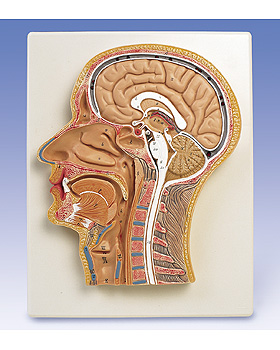 Medianschnitt des Kopfes, 3B Scientific, medishop.de