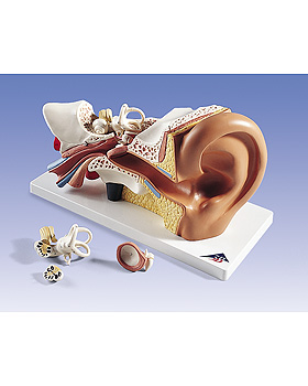 Riesen-Ohr - Klassische Version, 3-fache Gre, 4-teilig, 3B Scientific, medishop.de