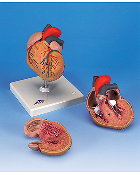 Klassik-Herz mit  linksventrikulrer, 3B Scientific, medishop.de