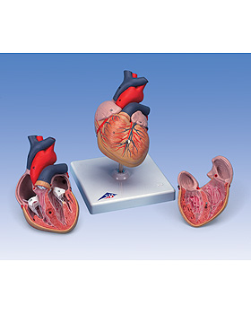 Klassik-Herz, 2-teilig, 3B Scientific, medishop.de