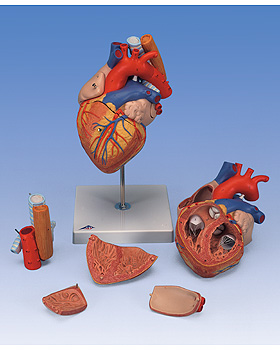Riesen-Herz mit Luft- und Speiserhre, 3B Scientific, medishop.de