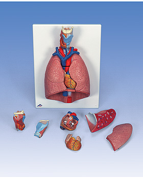 Lunge mit Kehlkopf, 7-teilig, 3B Scientific, medishop.de