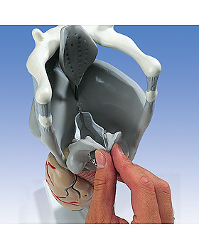 Luxus-Funktions-Kehlkopf, 2,5-fache Gre, 3B Scientific, medishop.de