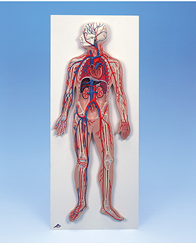 Blutkreislauf-Modell, 3B Scientific, medishop.de