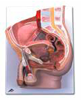 Mnnliches Becken, 2-teilig, mit Wandbestfestigungsmglichkeit, 3B Scientific, medishop.de