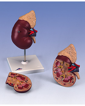 Niere mit Nebenniere, 2-teilig, 3B Scientific, medishop.de