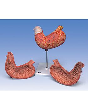 Magen, 2-teilig, 3B Scientific, medishop.de