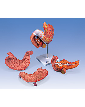 Magen, 3-teilig, 3B Scientific, medishop.de