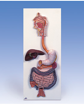 Verdauungsapparat, 3-teilig, 3B Scientific, medishop.de