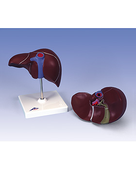 Leber mit Gallenblase, 3B Scientific, medishop.de