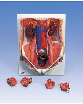 Harnapparat, zweigeschlechtig, 6-teilig, 3B Scientific, medishop.de