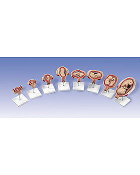 Klassik 3B Scientific Schwangerschaftsserie, 3B Scientific, medishop.de