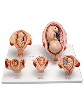 Schwangerschaftsserie, 3B Scientific, medishop.de