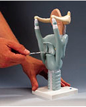 Riesen-Kehlkopf, 3-fache Gre, 3B Scientific, medishop.de