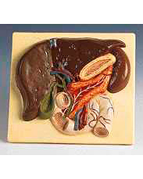 Leber mit Gallenblase, Bauchspeicheldrse und Zwlffingerdarm, 3B Scientific, medishop.de