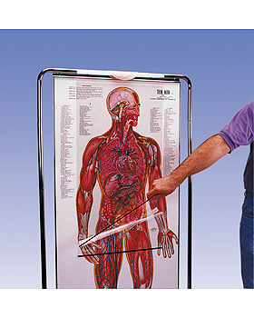 Thin Man,  das sequentielle Lernprogramm der menschlichen Anatomie, 3B Scientific, medishop.de