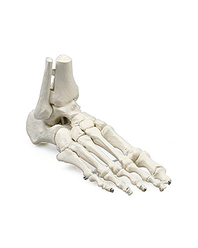 Fuskelett mit Schien- und Wadenbeinansatz, Erler-Zimmer, medishop.de