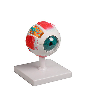 Augenmodell, 4-fache Gre, 6-teilig, Erler-Zimmer, medishop.de