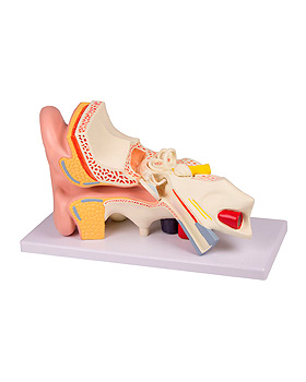 Ohrmodell, 3-fache Gre, 4-teilig, Erler-Zimmer, medishop.de