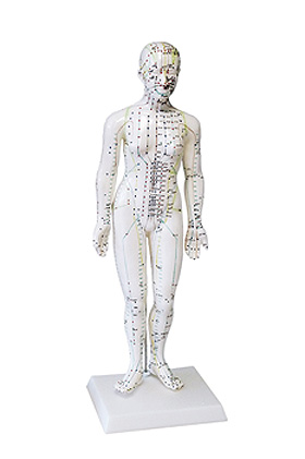 Akupunkturmodell Frau, ratiomed, medishop.de