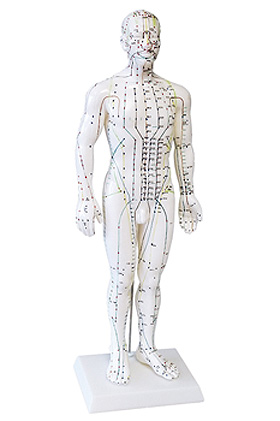 Akupunkturmodell Mann, ratiomed, medishop.de