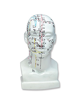 Akupunkturmodell Kopf, ratiomed, medishop.de