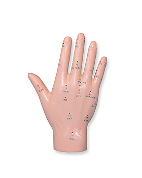 Akupunkturmodell Hand, ratiomed, medishop.de