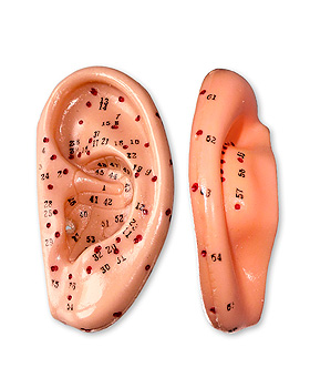 Akupunkturmodell Ohr, ratiomed, medishop.de