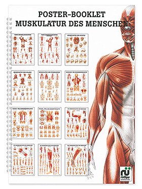 Mini-Poster Booklet: Muskulatur, Rdiger Anatomie, medishop.de