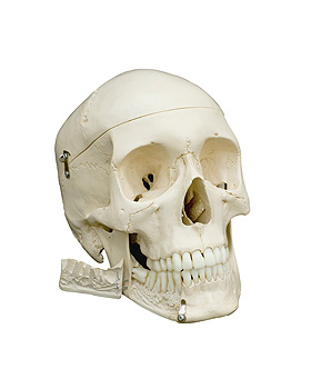 Homo-Schädel in 4 Teile zerlegbar, ratiomed, medishop.de