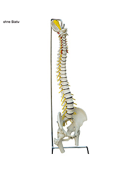 flexible Wirbelsule Standard mit Stmpfen, ohne Stativ, ratiomed, medishop.de