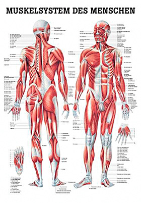 anat. Lehrtafel: Männliches Muskelsystem 70 x 100 cm, laminiert, Rüdiger Anatomie, medishop.de