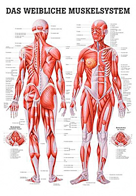 anat. Poster: Weibliche Muskeln 50 x 70 cm, laminiert, Rdiger Anatomie, medishop.de