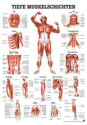 anat. Lehrtafel: Tiefe Muskeln Frontansicht 70 x 100 cm, laminiert, Rdiger Anatomie, medishop.de