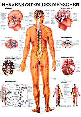 anat. Mini-Poster: Nervensystem des Menschen 24 x 34 cm, laminiert, Rüdiger Anatomie, medishop.de