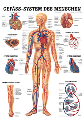 anat. Lehrtafel: Gefsystem des Menschen 70 x 100 cm, Papier, Rdiger Anatomie, medishop.de